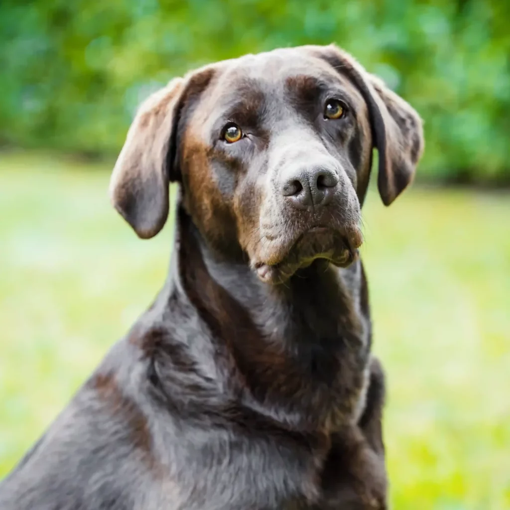 Luna Bürohund der Wohnungsbaugenossenschaft Wittstock, Dunkelbrauner Labrador