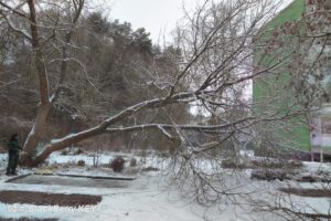 Baumpflegearbeiten Wohnungsbaugenossenschaft eG im Waldring