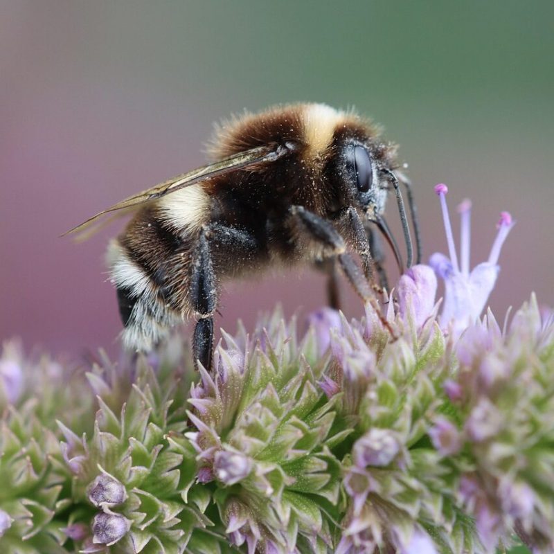 Bienenprojekt Waldrandsiedlung WBG Wittstock